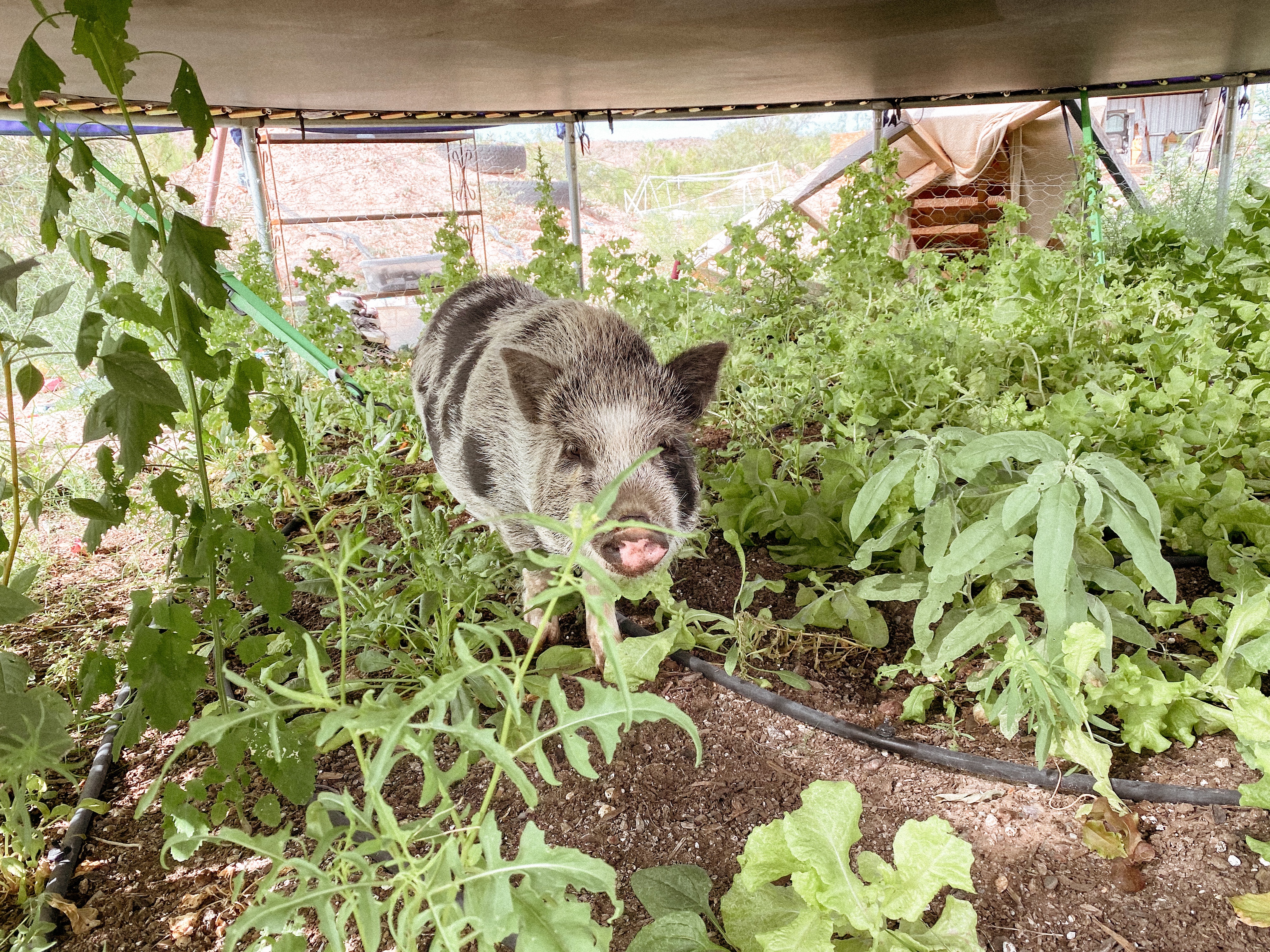 7 Tips For Gardening In A Hot And Dry Climate