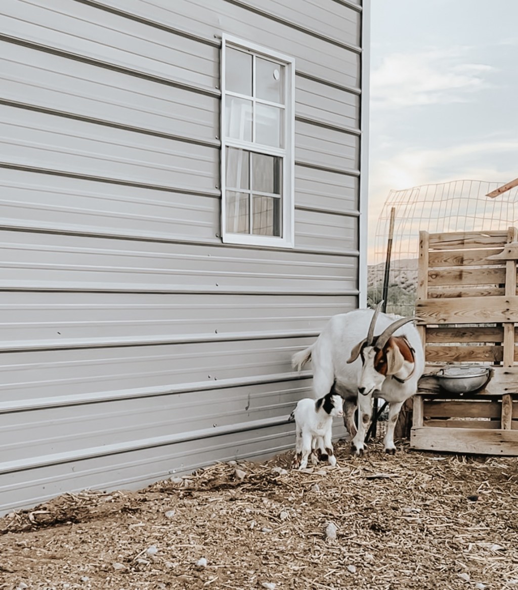 Our Newest Baby Goat And The Loss Of His&nbsp;Twin